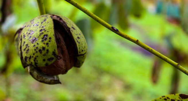 Banner. A ripe walnut protruding from a cracked green shell. Zavidovici, Bosnia and Herzegovina.