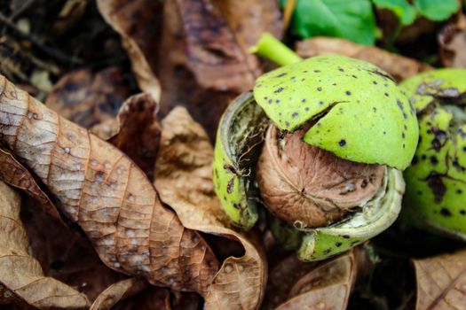 Walnut fruit on the ground on a dry leaf. The walnut fruit is seen inside the cracked green shell. Zavidovici, Bosnia and Herzegovina.