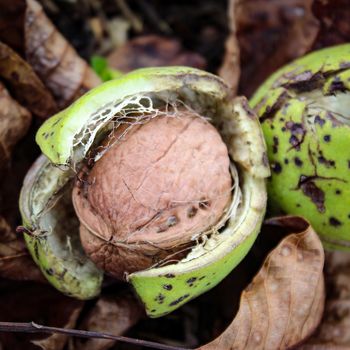 Ripe walnut fruit. A photograph of a walnut inside a cracked green shell. Beneath the walnuts are dry leaves and green grass. Zavidovici, Bosnia and Herzegovina.