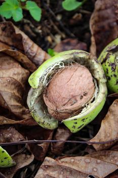 Vertical shot of a ripe walnut on the floor next to dry leaves. Zavidovici, Bosnia and Herzegovina.