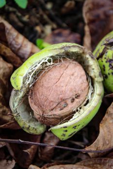 Close up of a ripe walnut inside the green shell fell to the floor among the dried leaves. Zavidovici, Bosnia and Herzegovina.