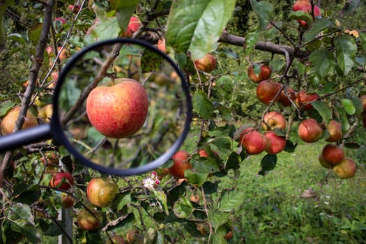 Apples for research. Apples on a branch with an enlarged magnifying glass. In the background they have ripe apples on a branch. News. Zavidovici, Bosnia and Herzegovina.