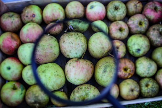 Apples in a wooden crate magnified with a magnifying glass. Homegrown apples in the fall.