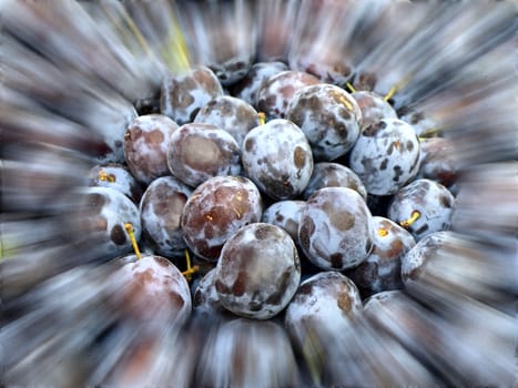 blueberry at a street sale