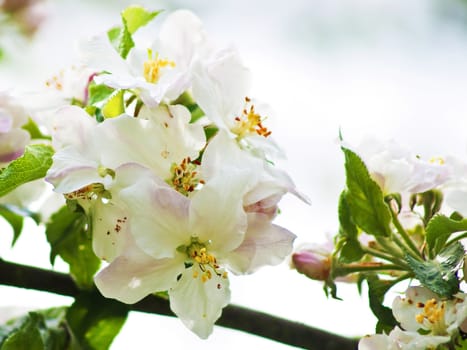 blossom of an apple tree