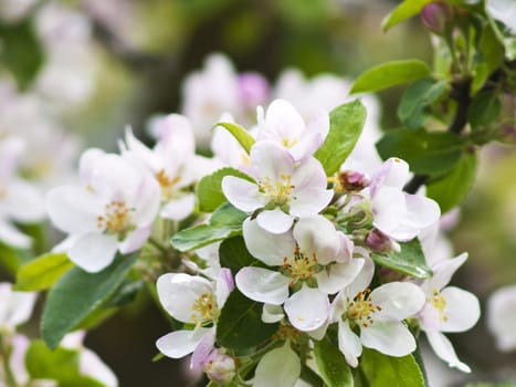 blossom of an apple tree