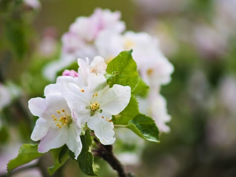 blossom of an apple tree