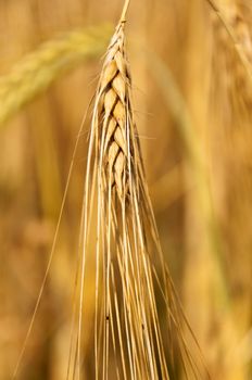 field of barley