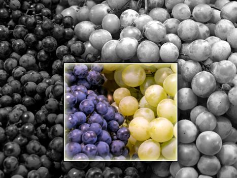 white and blue grapevine on focus