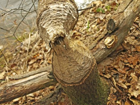 grub of a beaver