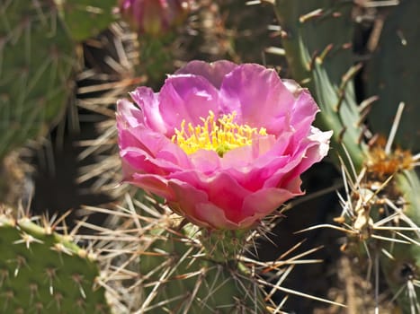 blooming cactus