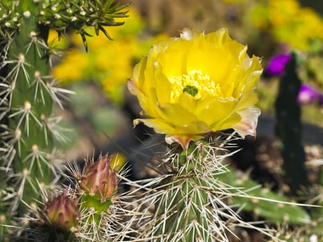 blooming cactus