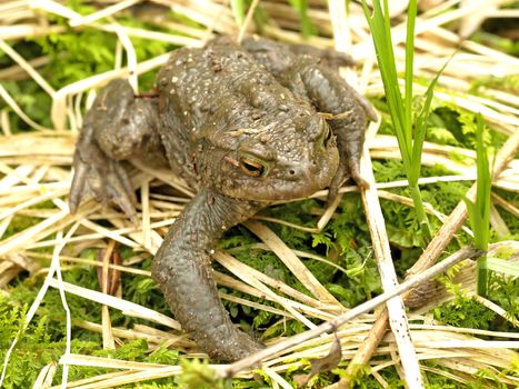 close-up of a common toad