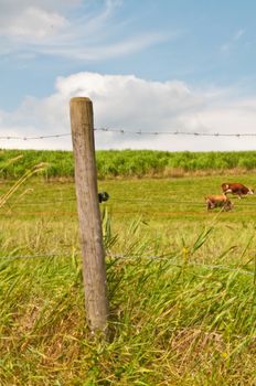 cow with panoramic view