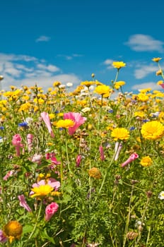 meadow with a lot of colored flowers