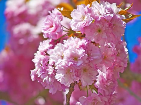 blossom of a japanese cherry