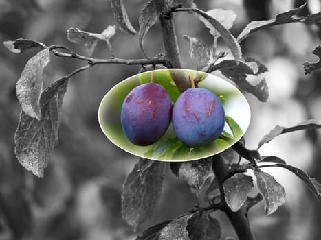 damson on focus