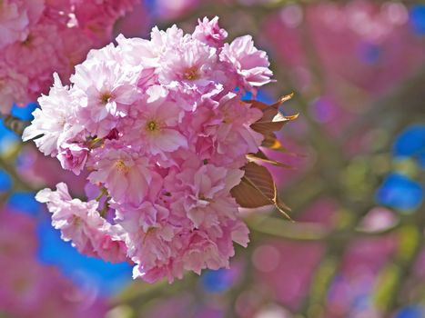 blossom of a japanese cherry