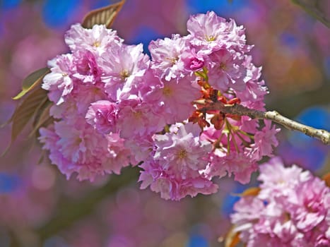 blossom of a japanese cherry