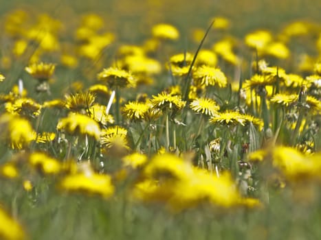 meadow with dandelion