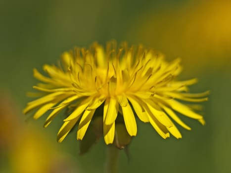 meadow with dandelion