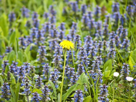 meadow with dandelion