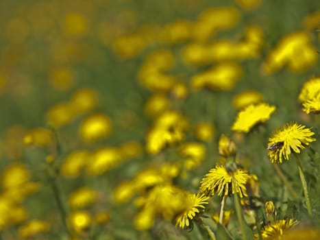 meadow with dandelion