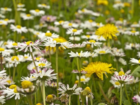 meadow with dandelion and daisy