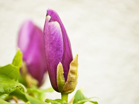 blossom of magnolia