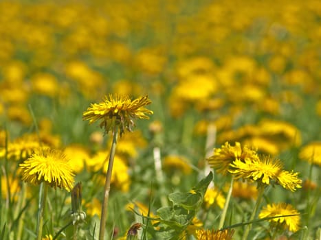 meadow with dandelion