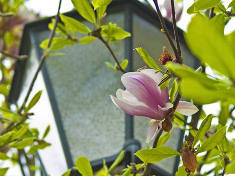 magnolia and lantern