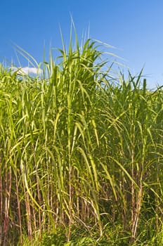 The renewable resource switchgrass for heating and production of diesel