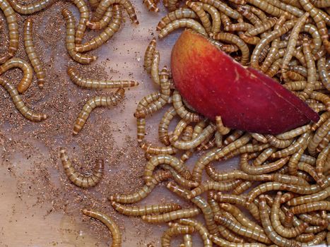 flour worm eating an apple