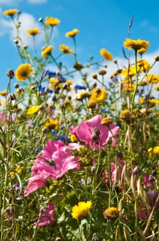 meadow with a lot of colored flowers