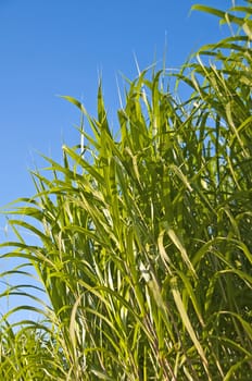 The renewable resource switchgrass for heating and production of diesel