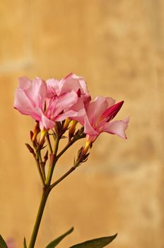 blossom of oleander