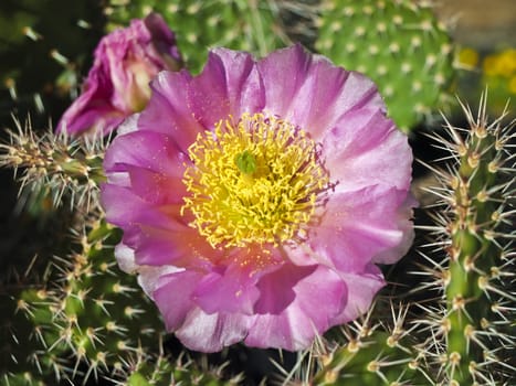 blooming cactus