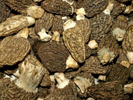 morel,mushroom