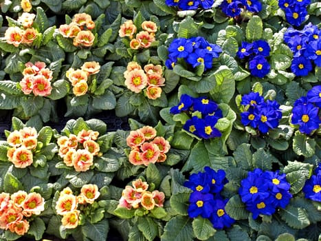 primroses with a lot of colored flowers