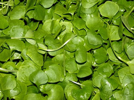 miners salad at a farmer market