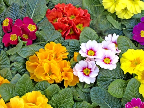 primroses with a lot of colored flowers