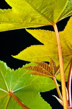 a closeup of the leaf of a castor-oil plant