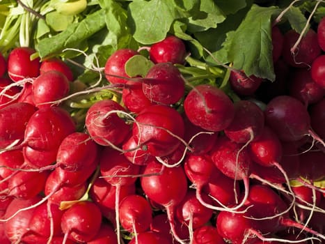 small red radish