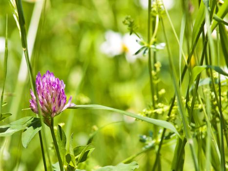 a blooming glove, medicine plant of the american native