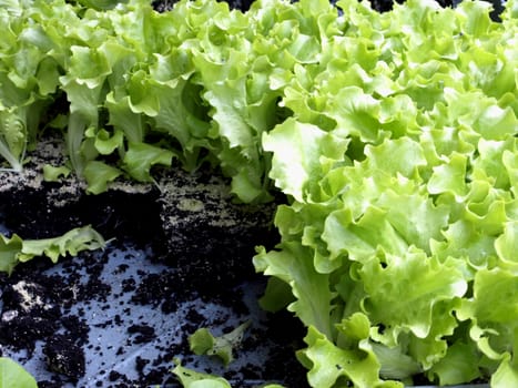 seedlings of salad