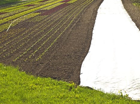 cultivation of salad