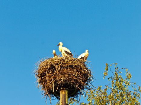 storks in a nest