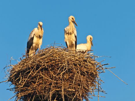 storks in a nest