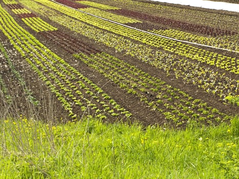 cultivation of salad