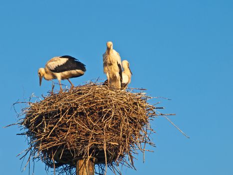 storks in a nest